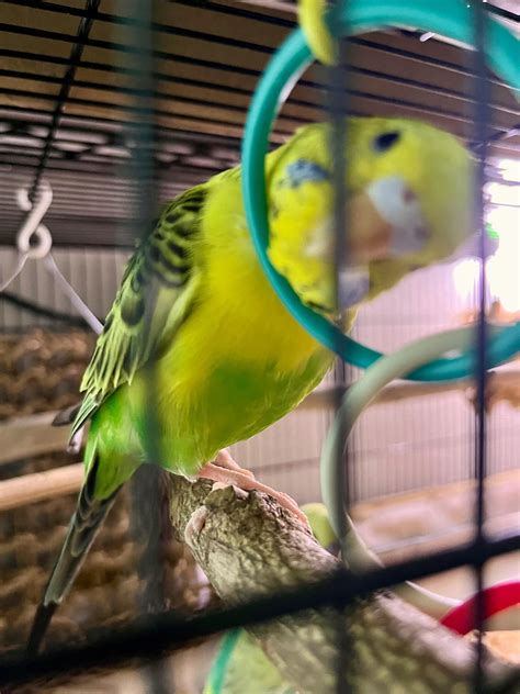 Messages for Your Adorable Little Menace of a Pet