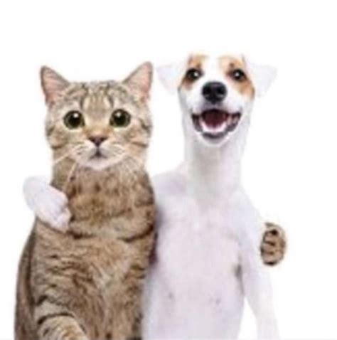 Messages for Your 'Gatito' Gang
