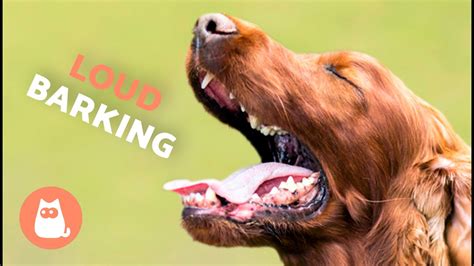 Messages "From the Dog": Heartfelt Barks & Licks