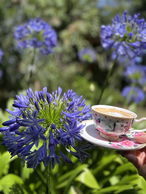 Morning Coffee & Sunset Magic: Musings from Your Verandah
