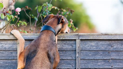 Our 'Over the Fence' Chat Starters