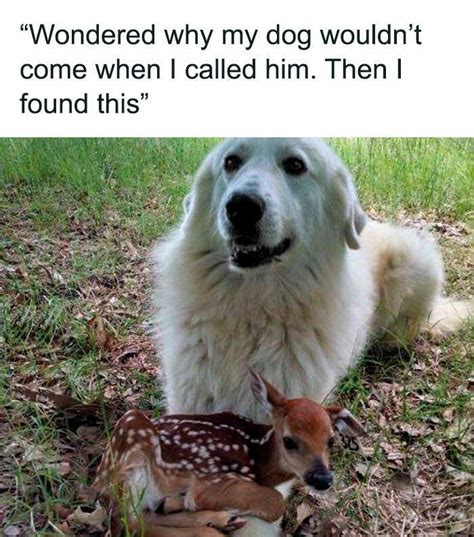 Paws-itively Adorable: Messages from Their Furry Best Friend