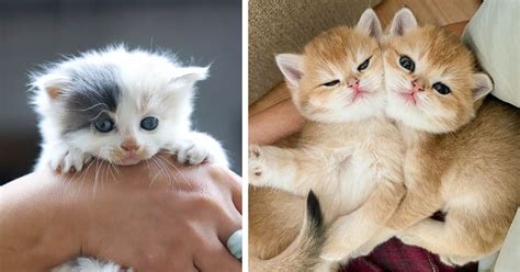 Paws-itively Adorable: Wishes for Cute Animal GIFs
