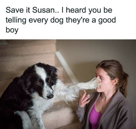Paws-itively Hilarious Wishes from a Goofy Pup