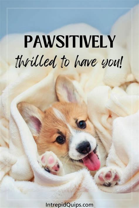 Paws-itively Perfect Captions for the 'Gram