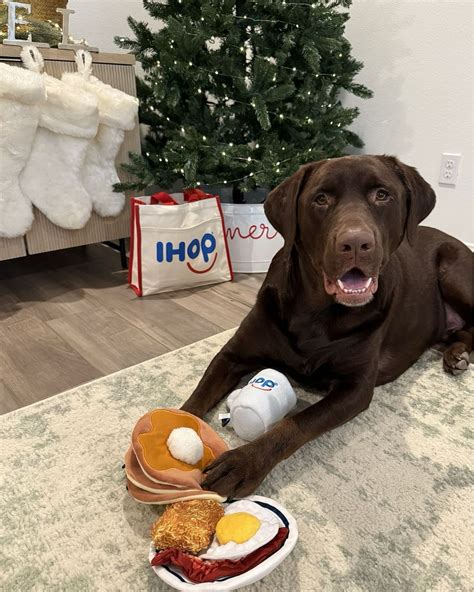 Paws-itively Perfect Instagram Captions