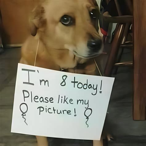 Paws-itively Perfect Wishes for a New Furry Family Member