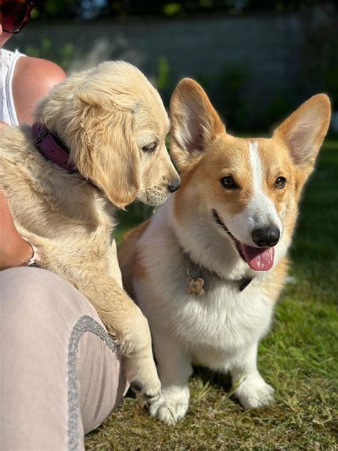 Paws-itively Wonderful You: Praising Their Qualities as a Dog Parent