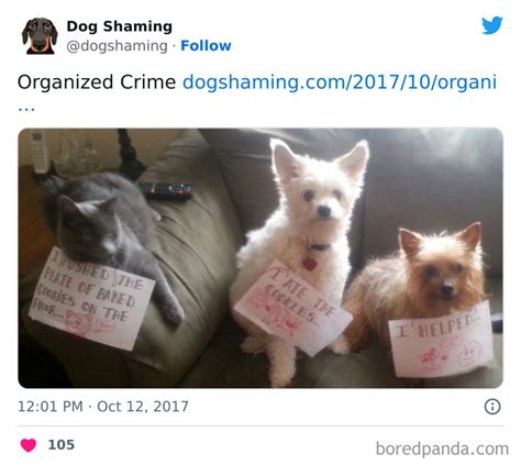 Pet Shaming (But Make it Loving)