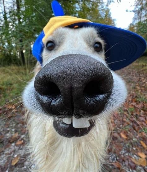 Playful & Fun Wishes for a Goofy Photo or GIF