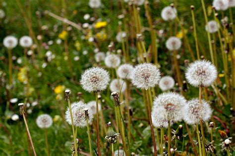 Poetic & Reflective Dandelion Musings