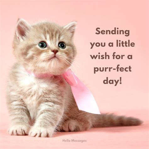 Purr-fectly Heartfelt Wishes