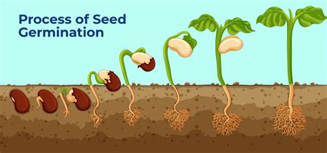 Recognizing the Seeds of Connection Around You