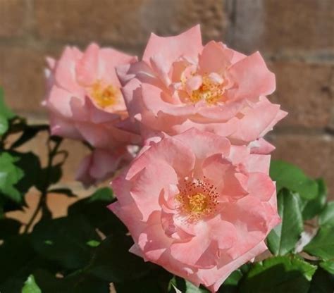 माझ्या प्रिय व्यक्तीसाठी गुलाबाच्या पाकळ्यांसारख्या प्रेमळ शुभेच्छा (Romantic Wishes Like Rose Petals for My Dearest Person)