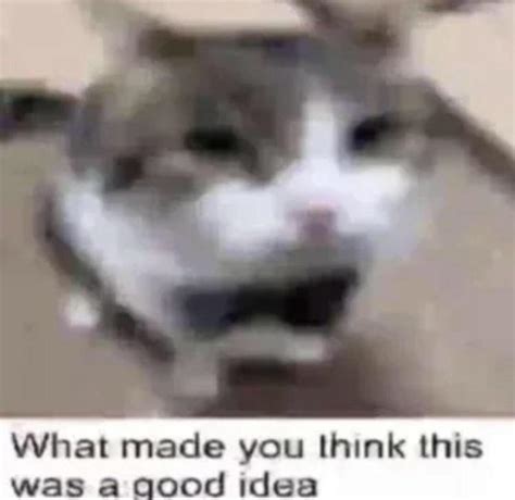 Short & Punchy Meme Captions (When the Image Says It All)