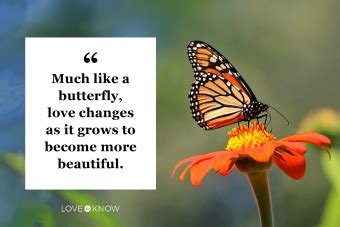 Short & Sweet Butterfly Messages for Texts and Tags