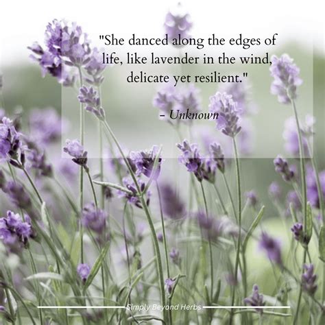 Short & Sweet Lavender Lines for Texts & Posts