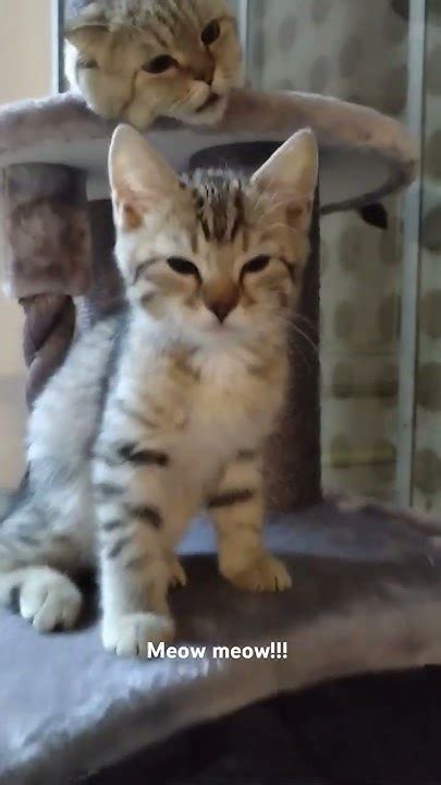 Short & Sweet Meows (For When a Nap is Calling)