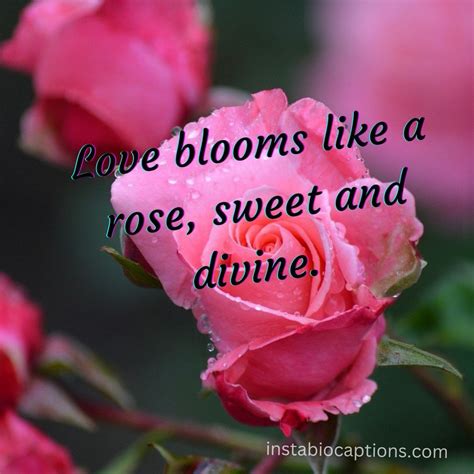 Short & Sweet Rose Captions for Social Media