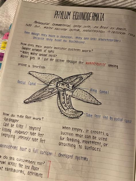 Short & Sweet Starfish Texts (Quick & Magical Notes)