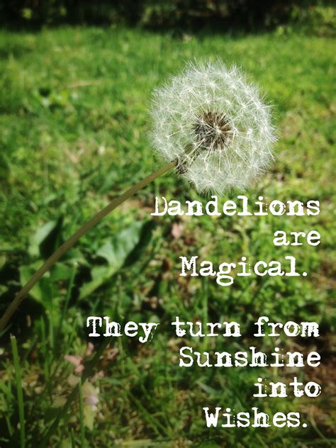 Stardust & Dandelions: Poetic Wishes for Dreamers