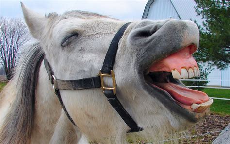Straight from the Horse's Mouth: Absurd Life Advice