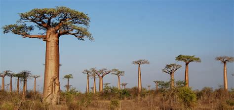 Strength of the Baobab: Wishes for Resilience and Hope