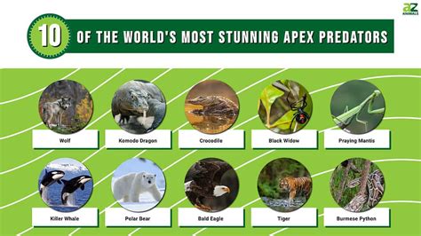 The 'Apex Predator or Bust' Manifestos