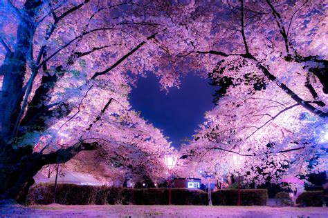 The Blossoms: Wishes for Love & Connection