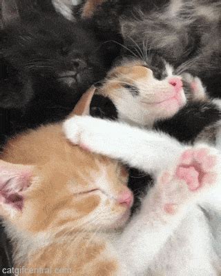 The "Cute & Cuddly" GIF Reply