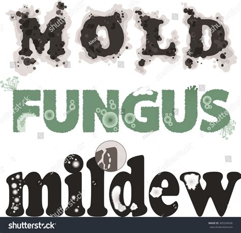 The Direct Answer: The Official Word on Mold
