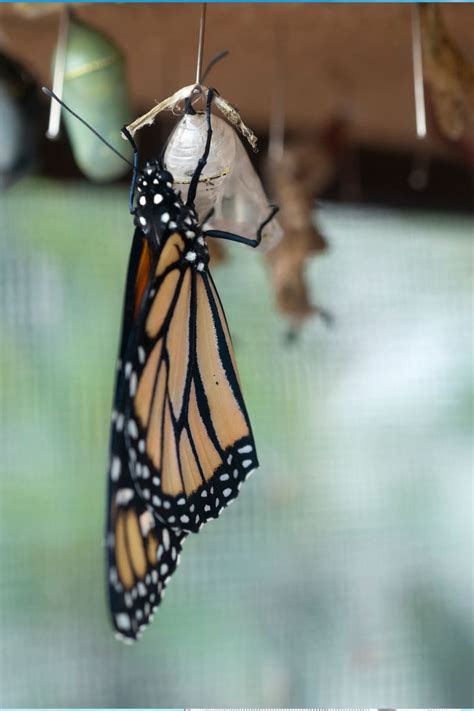The Grand Reset: Wishes for a Fresh Start & Second Chances