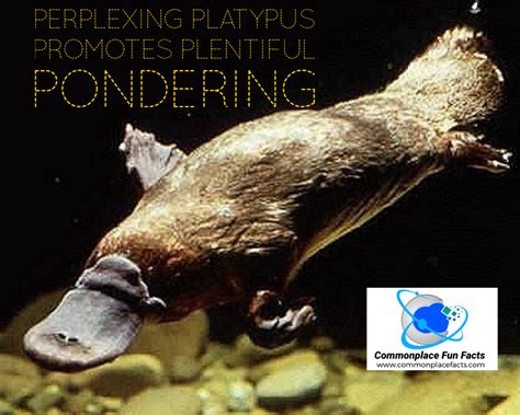 The Playfully Perplexing Pondering