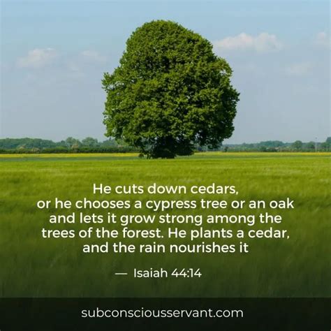 Wishes for a Foundation as Strong as Oak