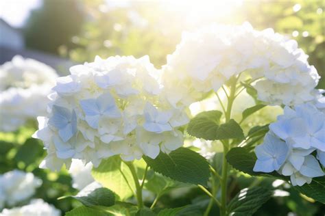 Wishes for Gratitude & Friendship (with Hydrangeas & Yellow Roses)