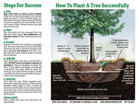 Wishes for Planting a New Dream