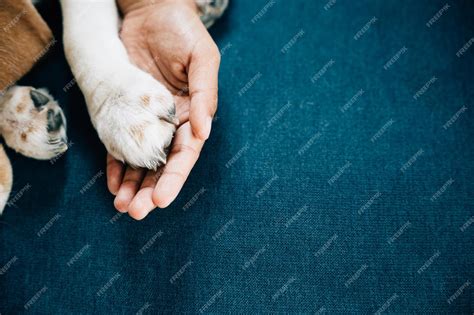 Wishes 'From the Paws' of Your Loyal Companion