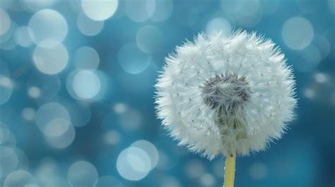 Wishes Full of Dandelion Fuzz and Rainbow Rivers
