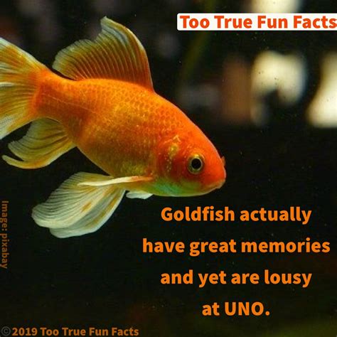 Wishes Inspired by a Goldfish's Memory