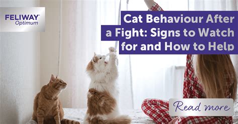 Wishes Inspired by Classic Cat Behavior