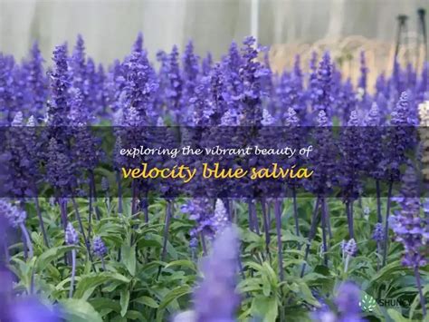 Wishes Inspired by the Salvia's Vibrant Beauty