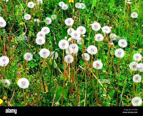 Wishes on a Dandelion Puff