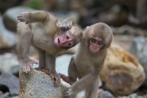Your Ultimate Guide to Saying 'I Wish Cotton Was a Monkey': 40+ Perfectly Absurd Messages for Your Favorite Weirdo