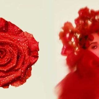 I Wish You Roses Meaning