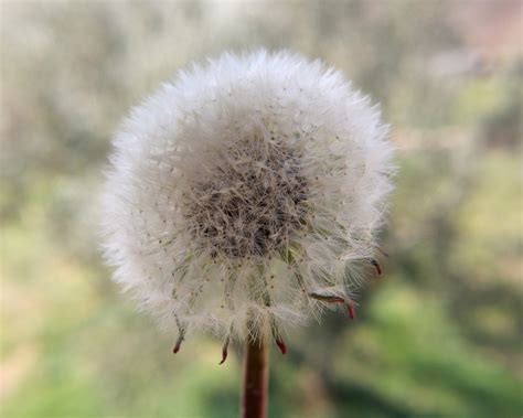 More Than a Weed: 50+ Perfect Messages for a 'Make a Wish Flower'