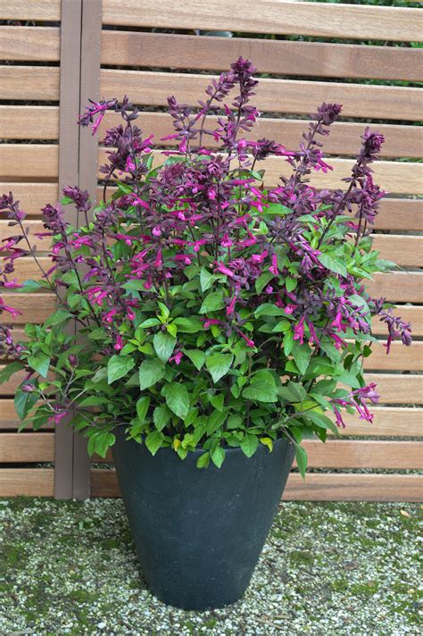 Whispers of the Garden: 40+ Heartfelt Salvia Love and Wishes