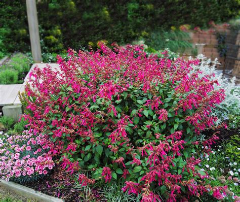 Bloom with Kindness: 40+ Perfect Messages to Accompany Your Salvia Wendy's Wish Gift
