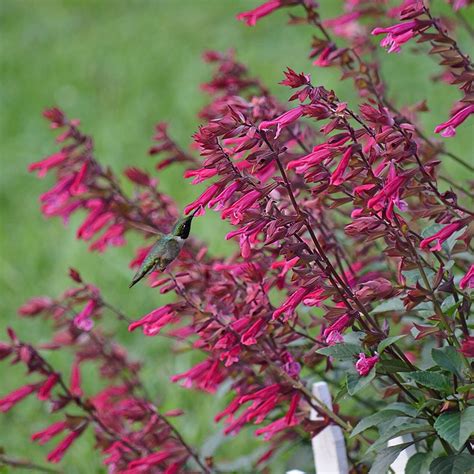 Heartfelt Salvia 'Wendy's Wish' Messages: 50+ Beautiful Ways to Share Hope