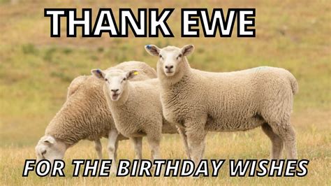 Beyond 'Thank You': 50+ Thanks for the Birthday Wishes Meme Ideas That Are Actually Funny