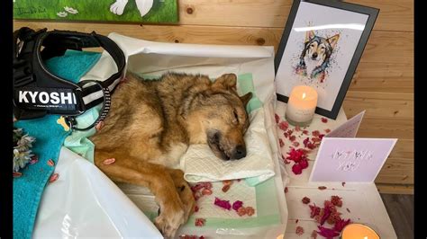 Things I Wish I Had Done Before My Dog Died